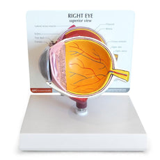 Anatomical Eye Model