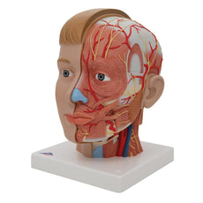Anatomical Head Model with Neck, 4-part