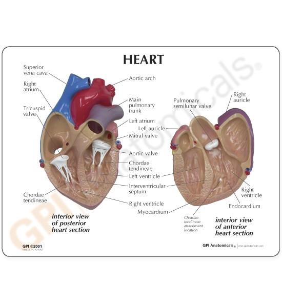 Anatomical Heart Model, 2-part