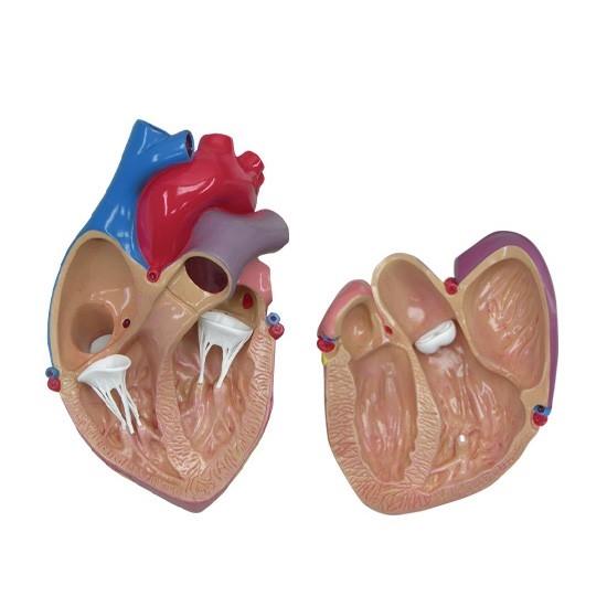 Anatomical Heart Model, 2-part