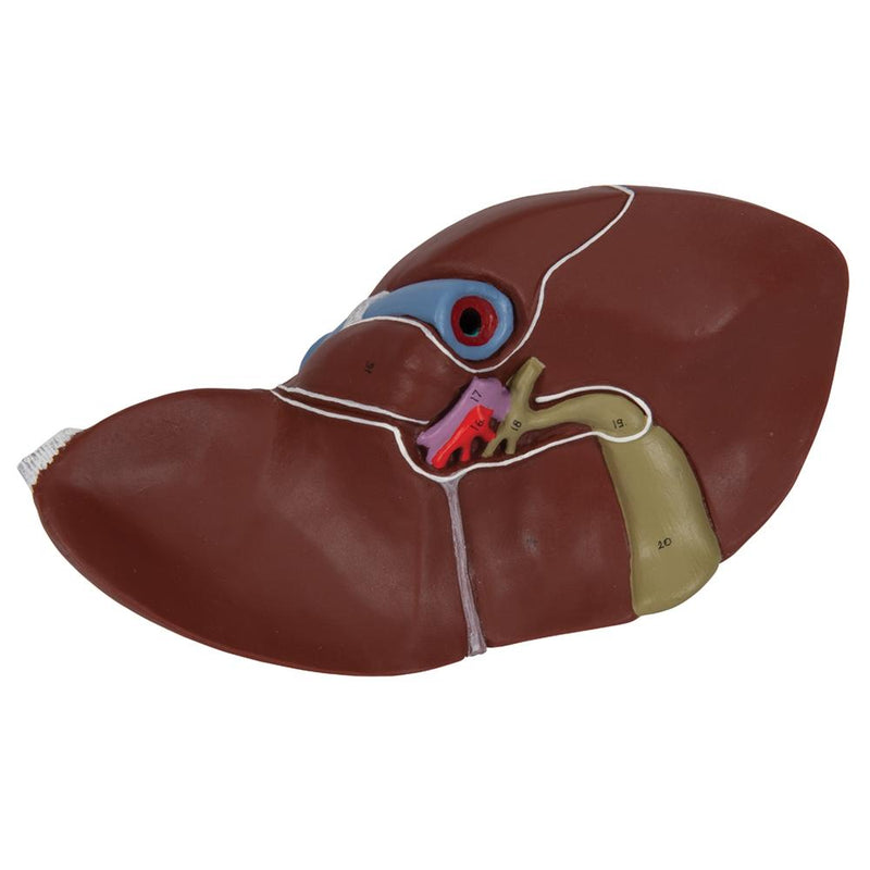 Anatomical Liver with Gall Bladder Model