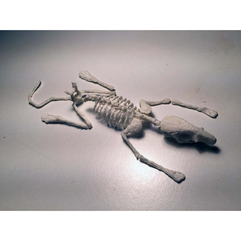 Anatomical Rat Phantom for X-Ray CT and Ultrasound Imaging