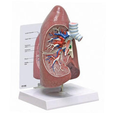 Anatomical Right Lung Model
