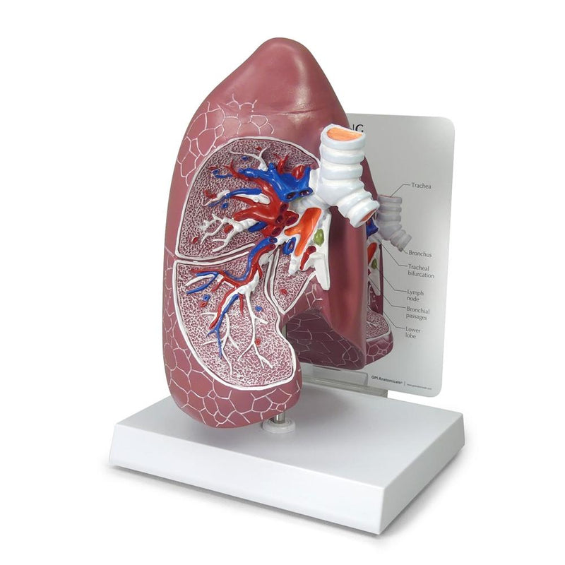 Anatomical Right Lung Model