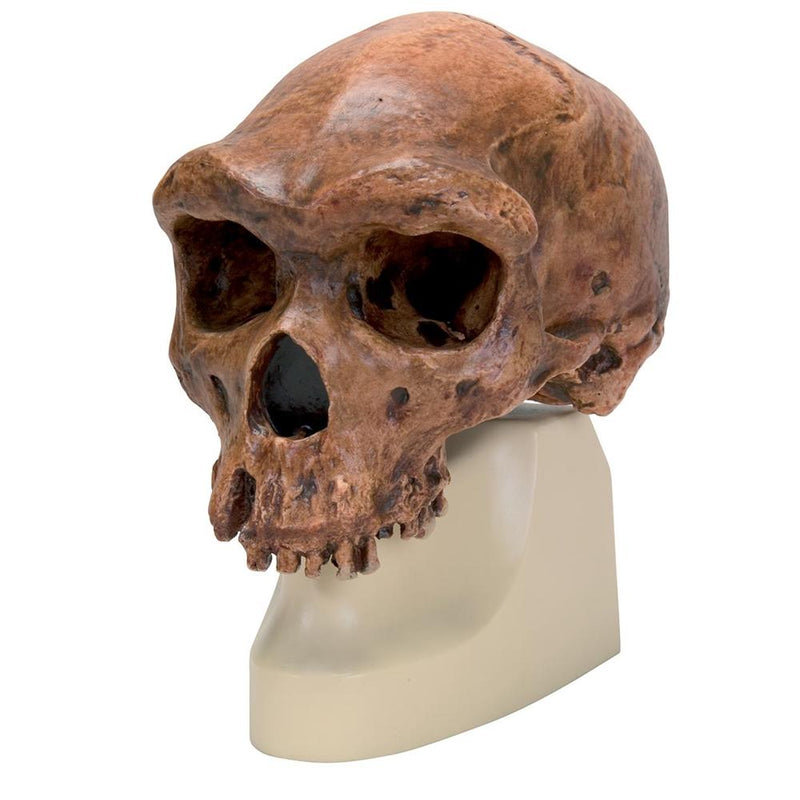 Replica Homo rhodesiensis Skull (Broken HillŸ Woodward, 1921)