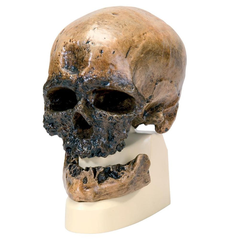 Replica Homo Sapiens Skull (Crô-Magnon)