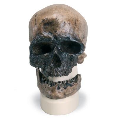 Replica Homo Sapiens Skull (Crô-Magnon)
