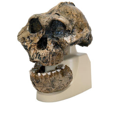 Replica Australopithecus Boisei Skull (KNM-ER 406 + Omo L7A-125)