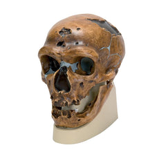 Replica Homo Neanderthalensis Skull (La Chapelle-aux-Saints 1)
