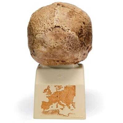 Replica Homo steinheimnensis Skull (Berkhemer, 1936)
