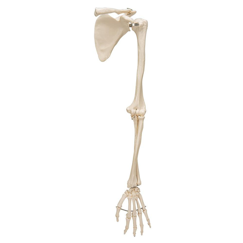 Arm Skeleton with Scapula and Clavicle