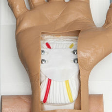 Arthroscopy Carpal Tunnel Hand Model