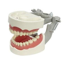 Articulated Dental Model With 32 Removable Teeth - Soft Gum