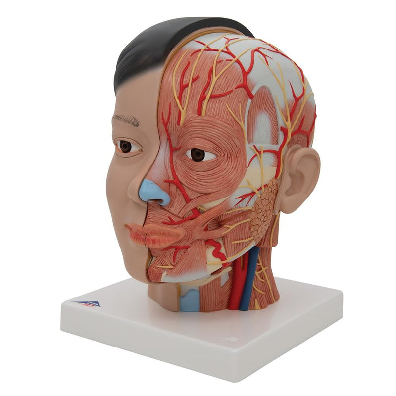 Asian Deluxe Head with Neck, 4 part