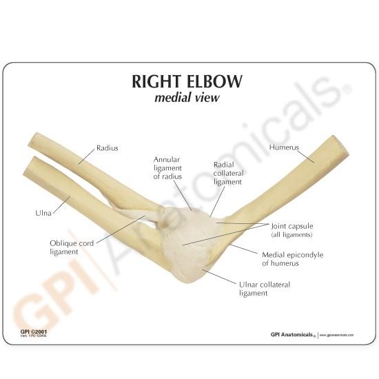 Basic Elbow Joint Model