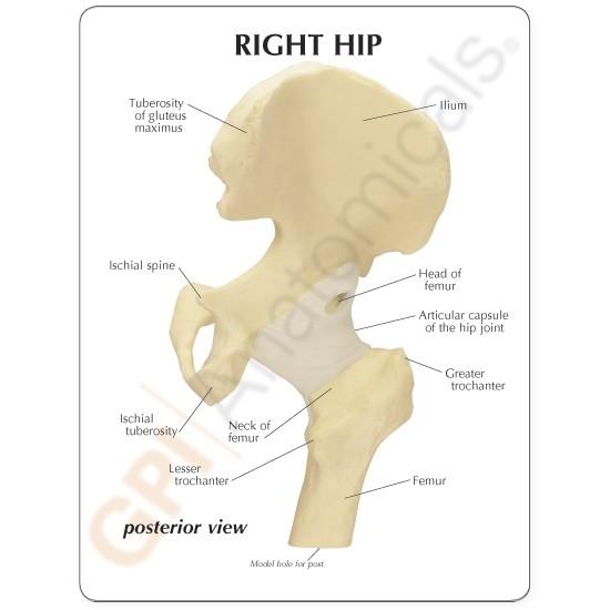 Basic Hip Joint Model