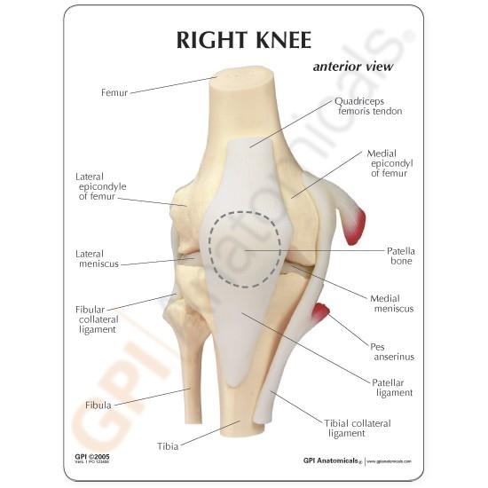 Basic Knee Joint Model