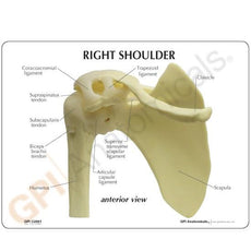 Basic Shoulder Joint Model