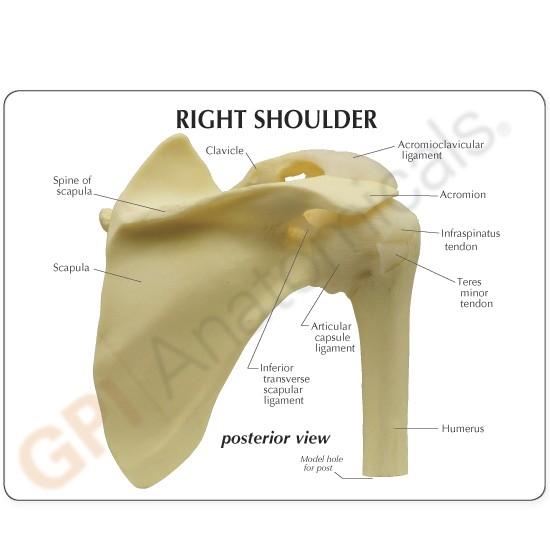 Basic Shoulder Joint Model