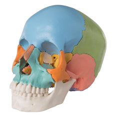 Beauchene Adult Human Skull Model, Colored Version, 22 part