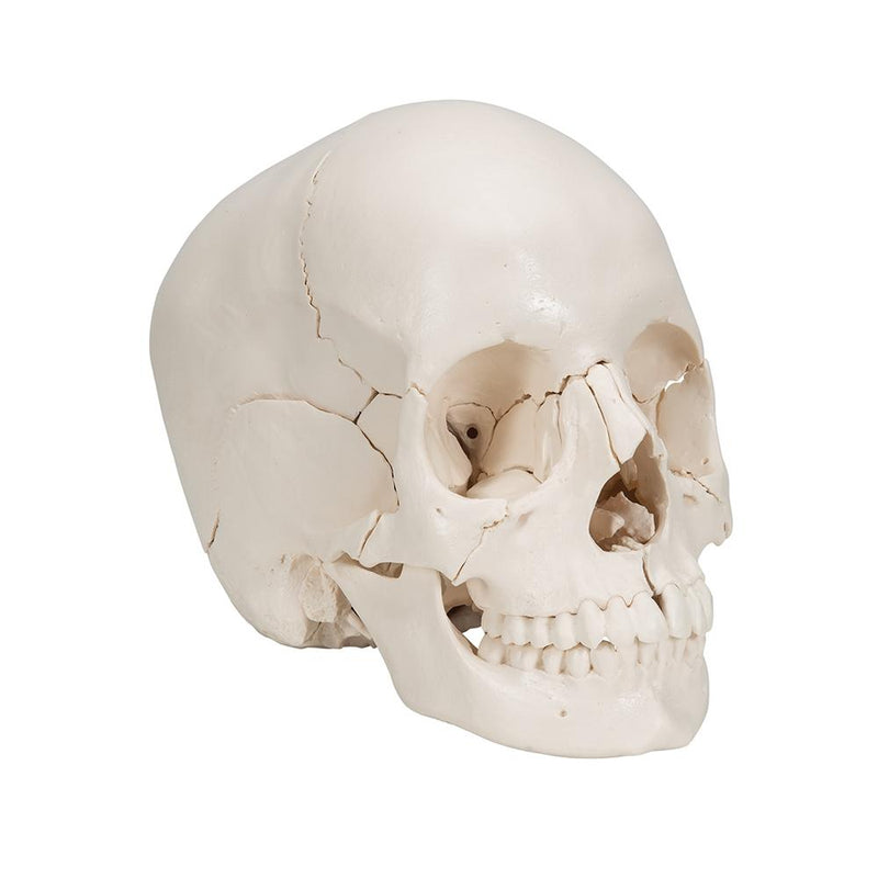 Beauchene Adult Skull Model 22 part
