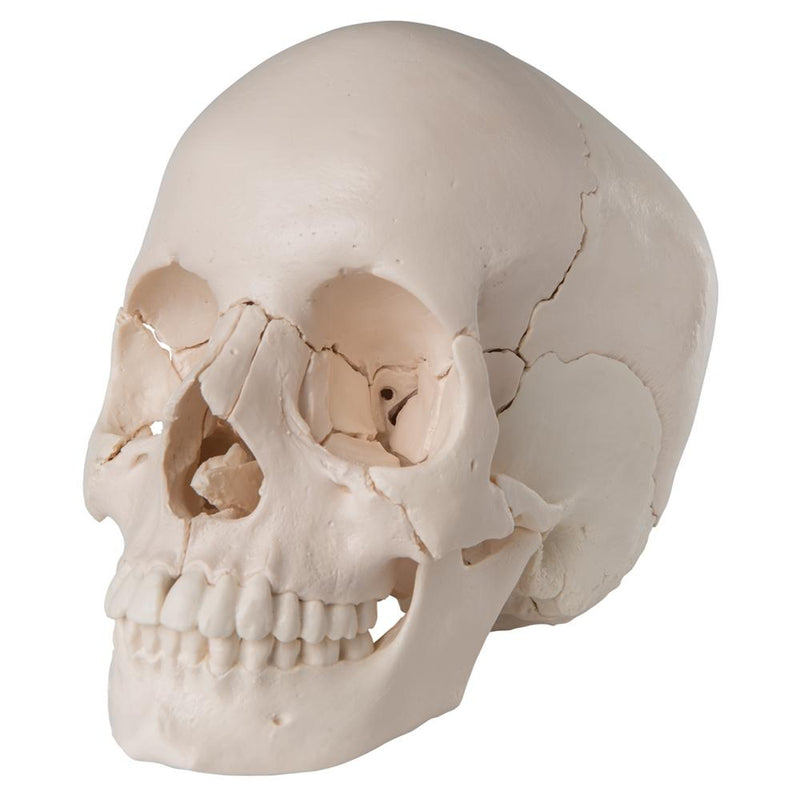 Beauchene Adult Skull Model 22 part