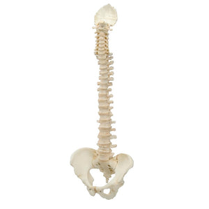 BONElike™ Vertebral Column Model