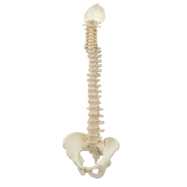 BONElike™ Vertebral Column Model – GTSimulators.com