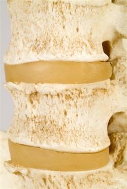 BONElike™ Vertebral Column Model – GTSimulators.com