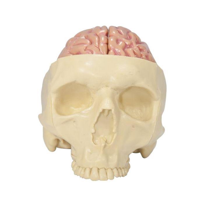 Brain Model and Partial Skull
