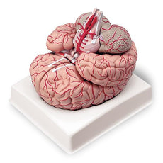 Brain with Arteries Model (9-Part)