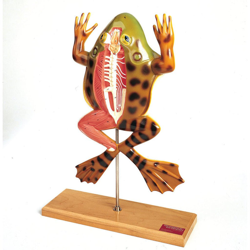 Bullfrog Junior, Biology Model (0855-00)