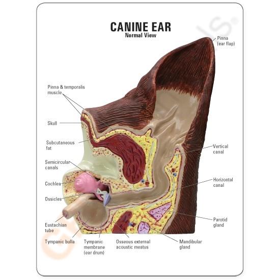 Canine Ear Model