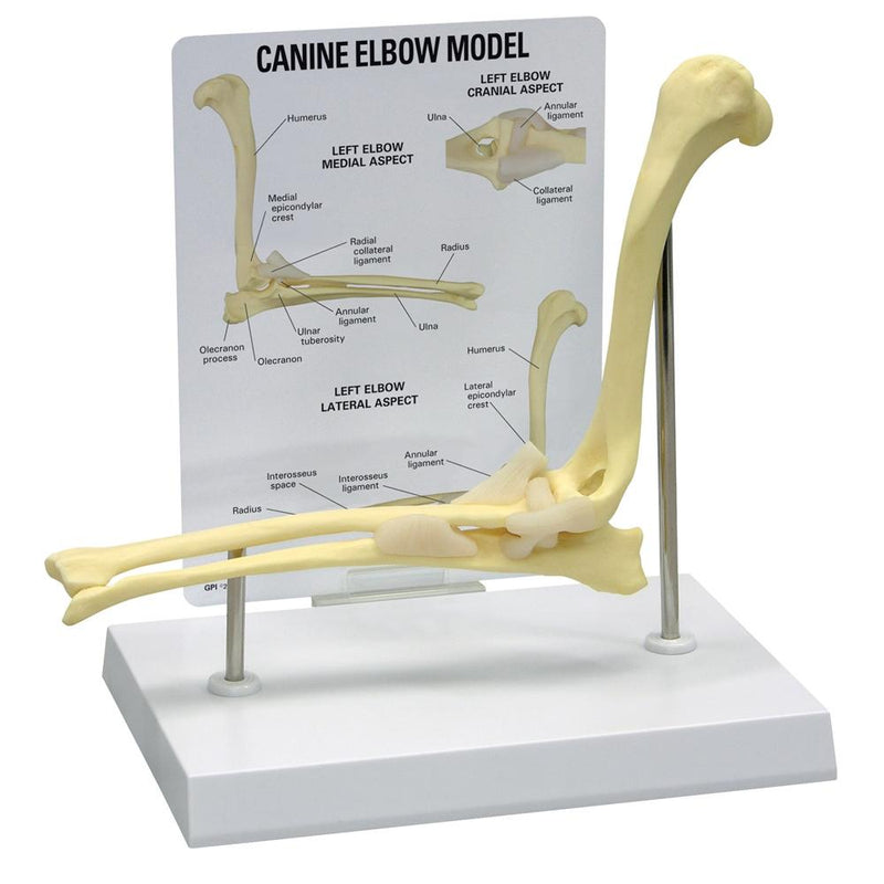 Canine Elbow Model