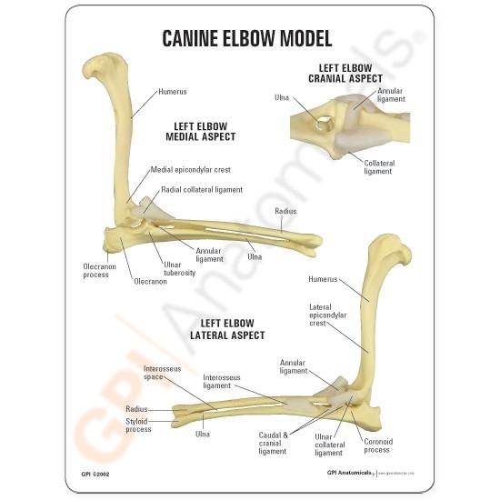 Canine Elbow Model
