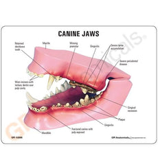 Canine Jaw Model - GPI Veterinary Model