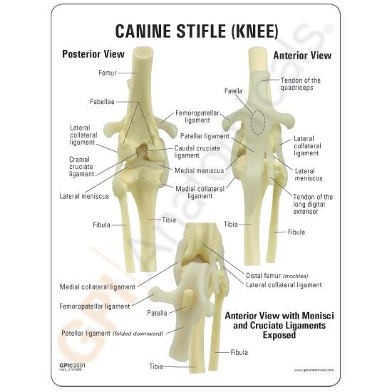 Canine Knee Model