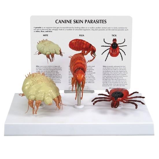 Canine Parasites Model – - Main Image
