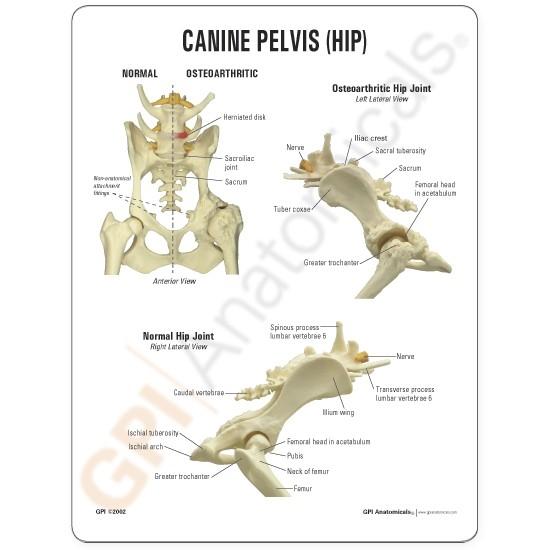 Canine Pelvis-Hip Model