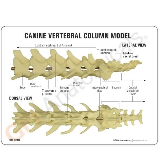 Canine Vertebral Column Model