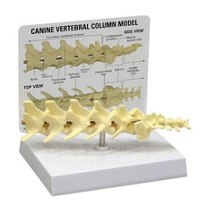 Canine Vertebral Column Model