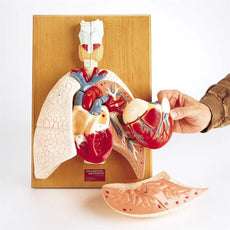 Cardiopulmonary System - Heart and Respiratory Organs (0192-00)