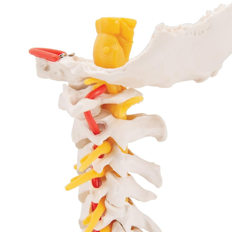 Cervical Spinal Column Model