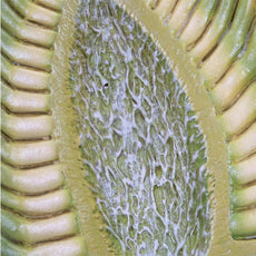 Chamomile  Model (Matricaria chamomilla)Model