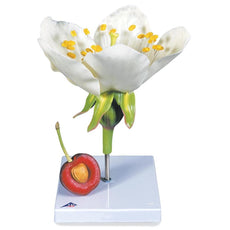 Cherry Blossom with Fruit (Prunus avium) Model