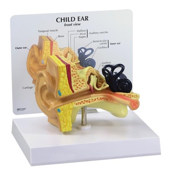 Child GPI Ear Model