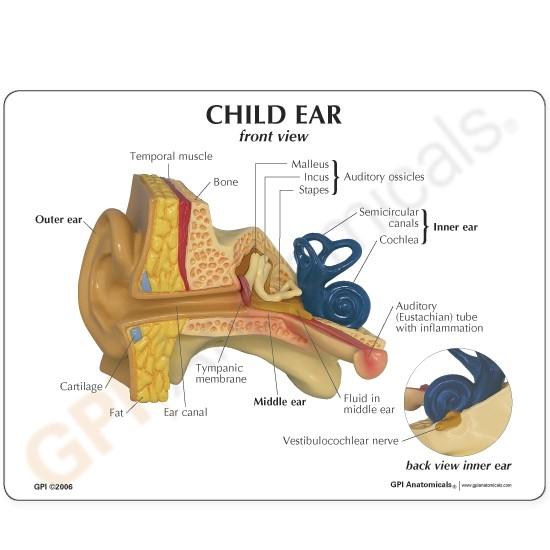 Child GPI Ear Model