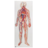 Circulatory System Model, 1-2 Life-Size