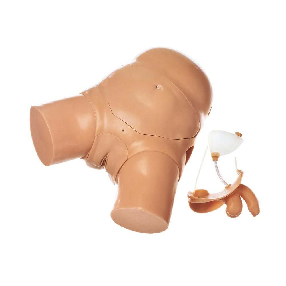 Catheterization Models CLA Male and Female Catheterization Model – GTSimulators.com