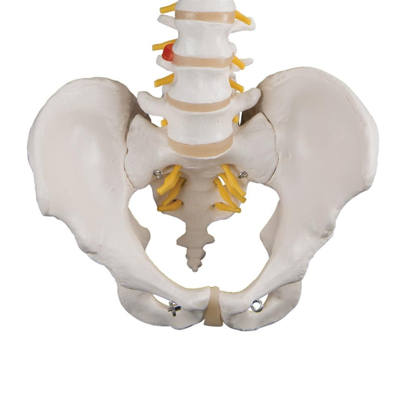 Classic Flexible Spine Model